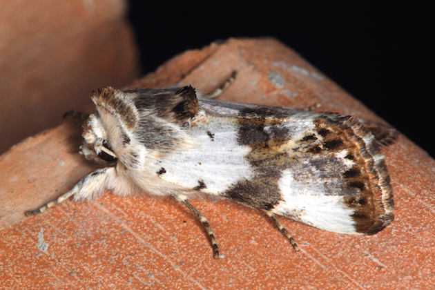 Noctuidae Oncocnemidinae - Calophasia opalina